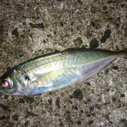 メバル狙いのつもりがアジ